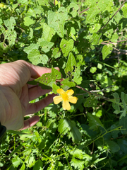 Red Veined Abutilon (Abutilon grantii)