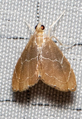 Glaphyria peremptalis
