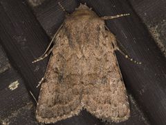 Nudorthodes variabilis