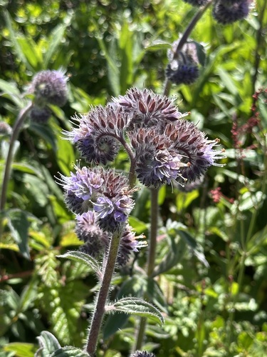 Image of Phacelia californica by (c) Barbara Banfield, some rights reserved (CC BY)