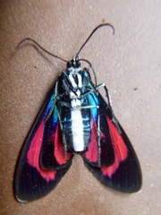 Cyanopepla phoenicia