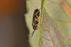 Stauronematus platycerus