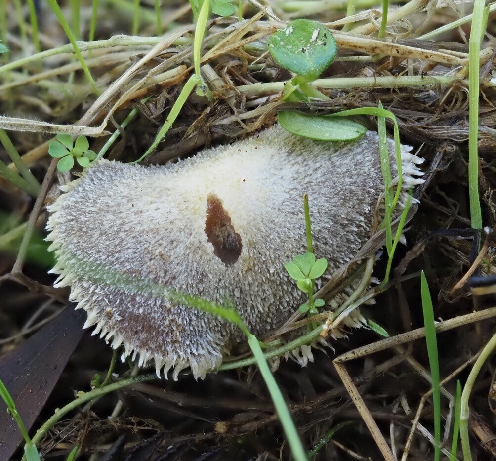 Lacrymaria asperospora · April 2025 · photo: © petaimmaca68 (iNaturalist, cc0)