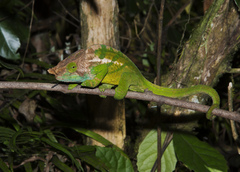 Calumma oshaughnessyi