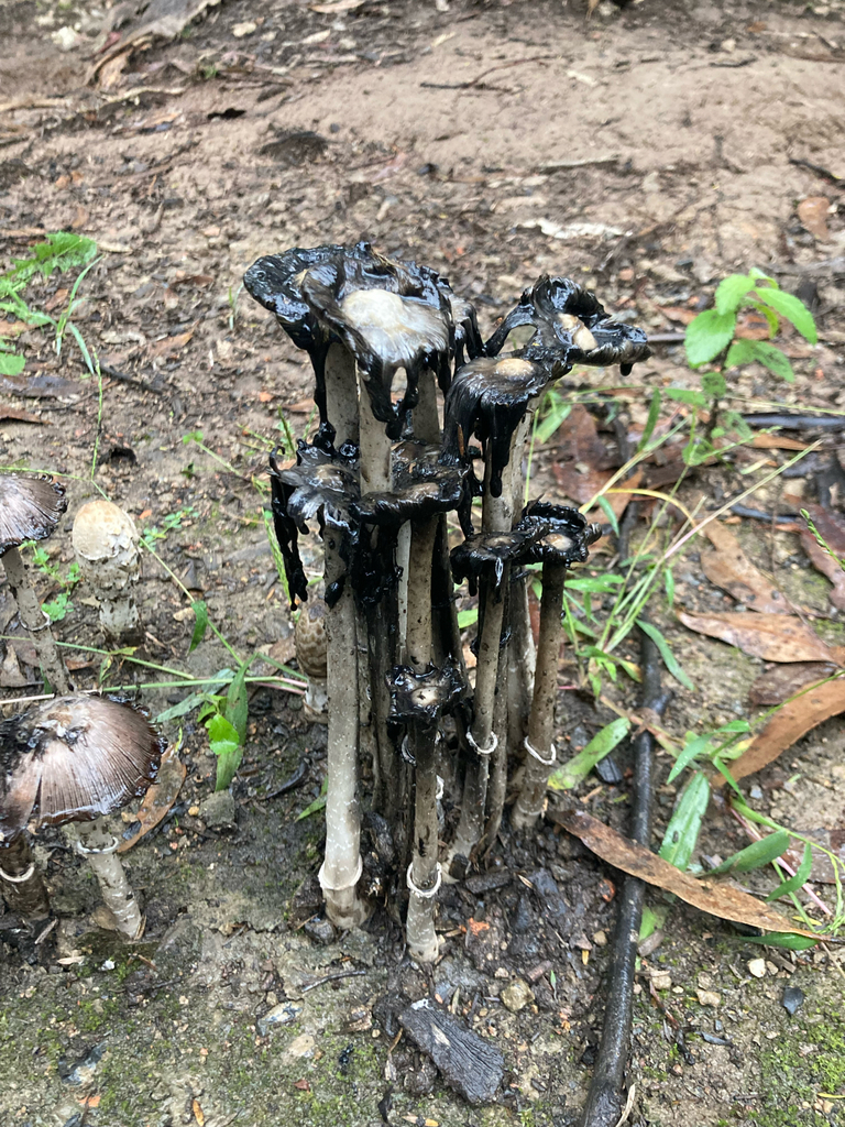 Coprinus comatus · April 2025 · photo: © thebeachcomber (iNaturalist, cc-by)