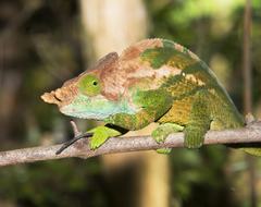 Calumma oshaughnessyi