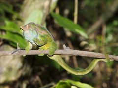 Calumma oshaughnessyi