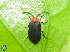 Vesta chevrolati
