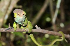 Calumma oshaughnessyi