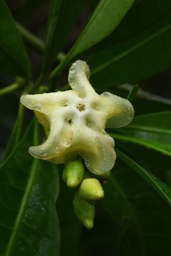 Voacanga thouarsii, photograph 3