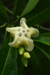 Voacanga thouarsii, photograph (c) Gary Yong Gee, some rights reserved (CC BY)