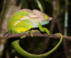 Calumma oshaughnessyi