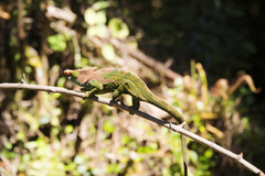 Calumma oshaughnessyi