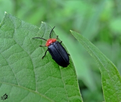 Vesta chevrolati