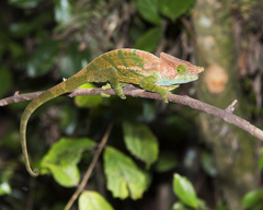 Calumma oshaughnessyi