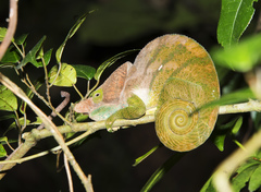 Calumma oshaughnessyi