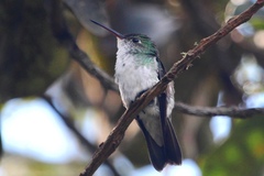 Elliotomyia viridicauda