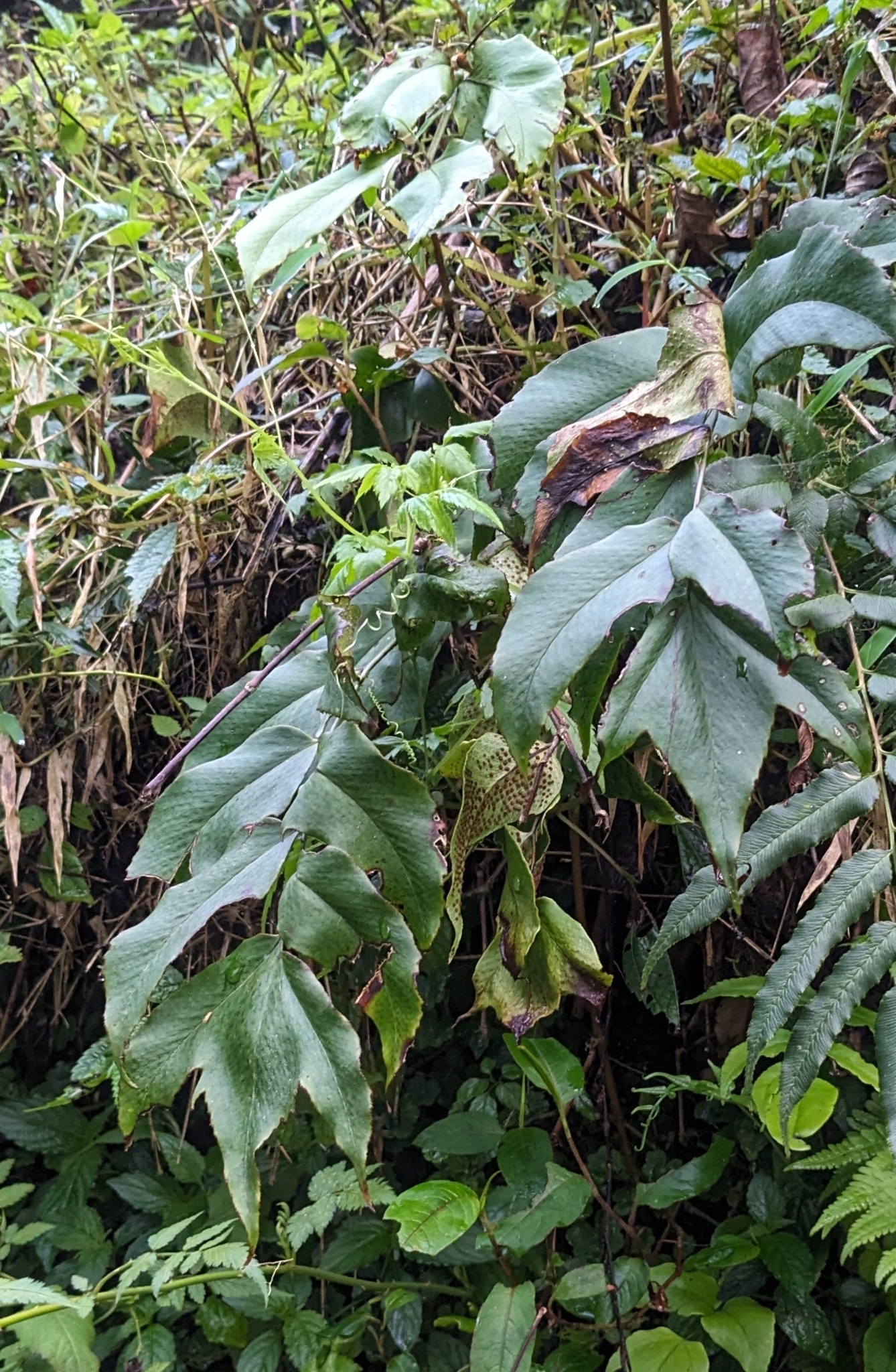 Kā‘ape‘ape (Cyrtomium caryotideum)