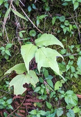 Cyrtomium caryotideum, photograph (c) 許文俊, some rights reserved (CC BY-SA)