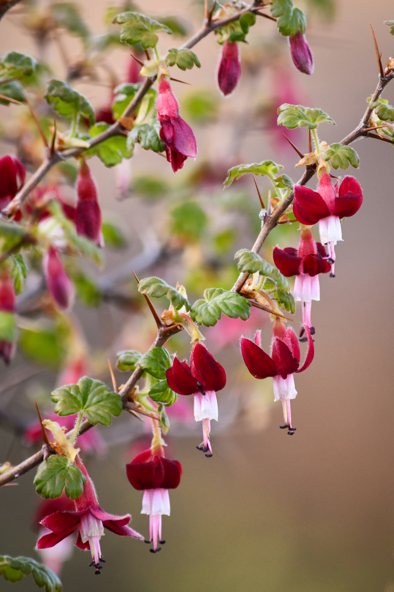 Ribes lobbii