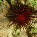 Atlantic Rock-boring Urchin - Photo (c) Mike G. Rutherford, some rights reserved (CC BY-NC), uploaded by Mike G. Rutherford