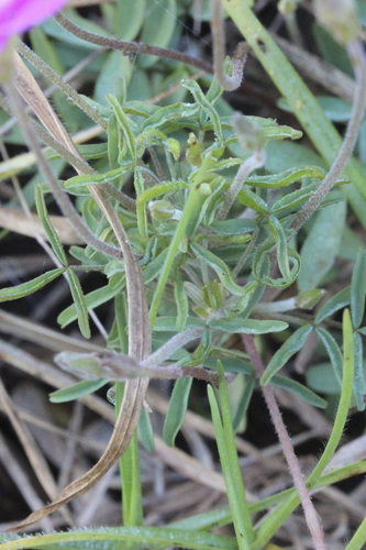 Image of Oxalis ciliaris by (c) Karen Eichholz, some rights reserved (CC BY)