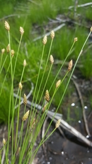 Eleocharis tuberculosa