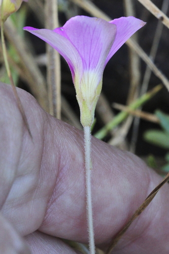 Image of Oxalis ciliaris by (c) Karen Eichholz, some rights reserved (CC BY)