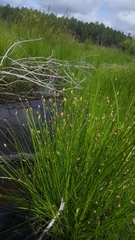 Eleocharis tuberculosa