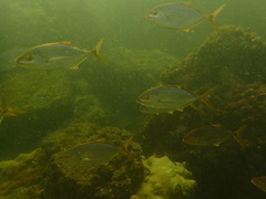 Caranginae