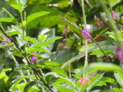 Phaethornis atrimentalis