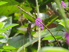 Phaethornis atrimentalis