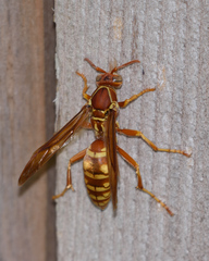 Polistes apachus texanus
