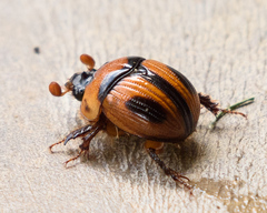 Bolbocerosoma confusum