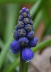 Muscari armeniacum