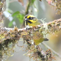 Atlapetes citrinellus