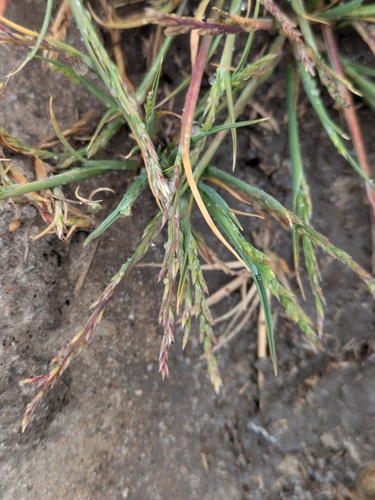 California alkali grass (Puccinellia simplex)