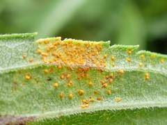 Coleosporium montanum