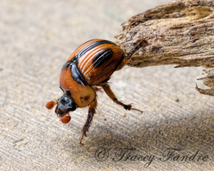 Bolbocerosoma confusum