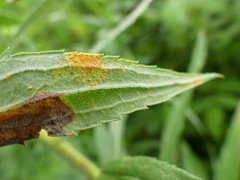 Coleosporium montanum