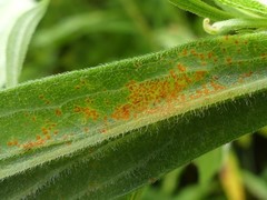 Coleosporium montanum