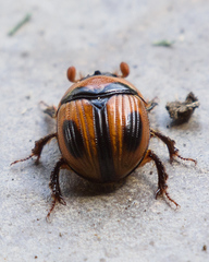Bolbocerosoma confusum