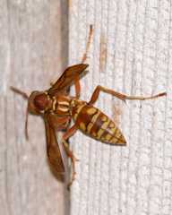 Polistes apachus texanus