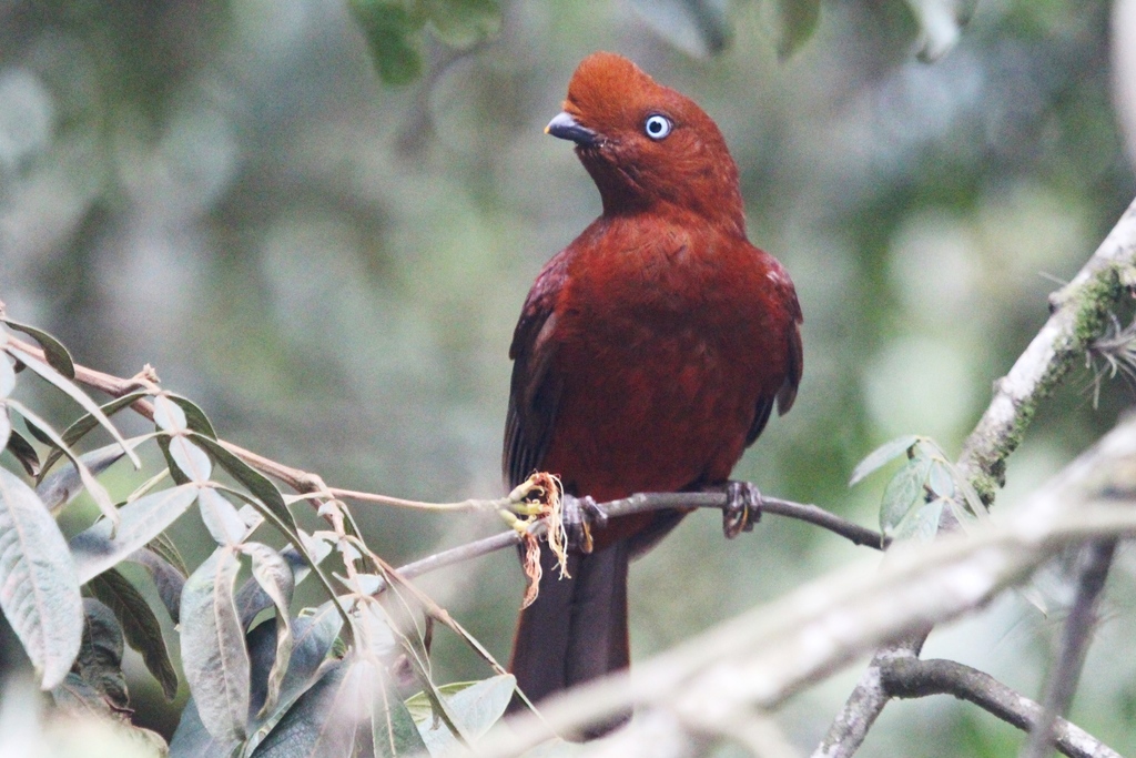 Andean Cock-Of-The-Rock