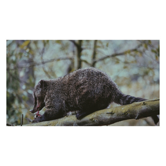 Nasua olivacea