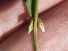Polygonum douglasii