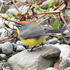 Myioborus brunniceps