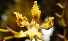 Cyrtochilum pardinum