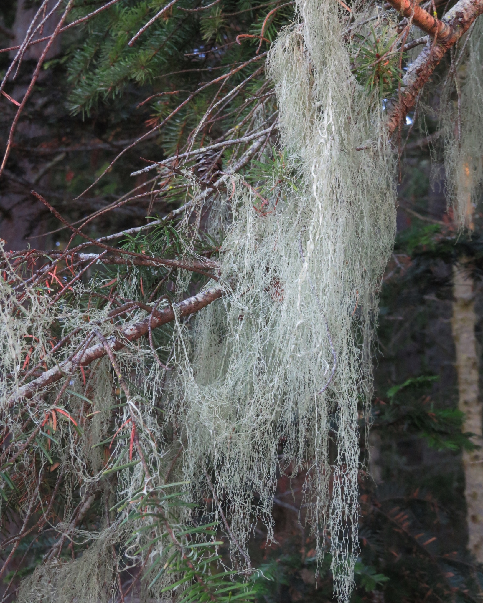 Ramalina menziesii image