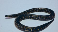 Atractus crassicaudatus